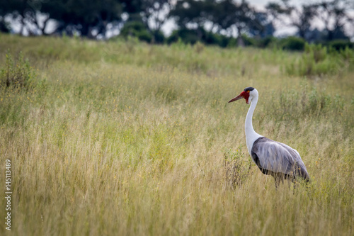 Wattled crane in high grass.