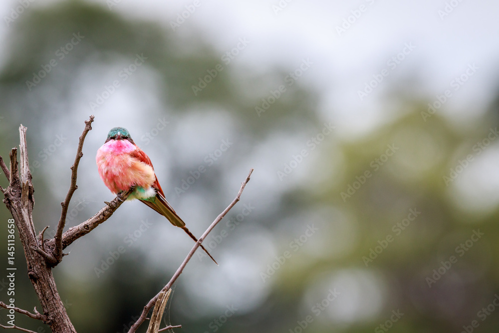 Southern carmine bee-eater on a branch. Southern carmine bee-eater on a branch.