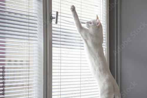 Wallpaper Mural White cat witty look photo Torontodigital.ca