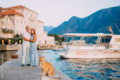Cats in Montenegro. Montenegro is the country of cats. © Nadtochiy