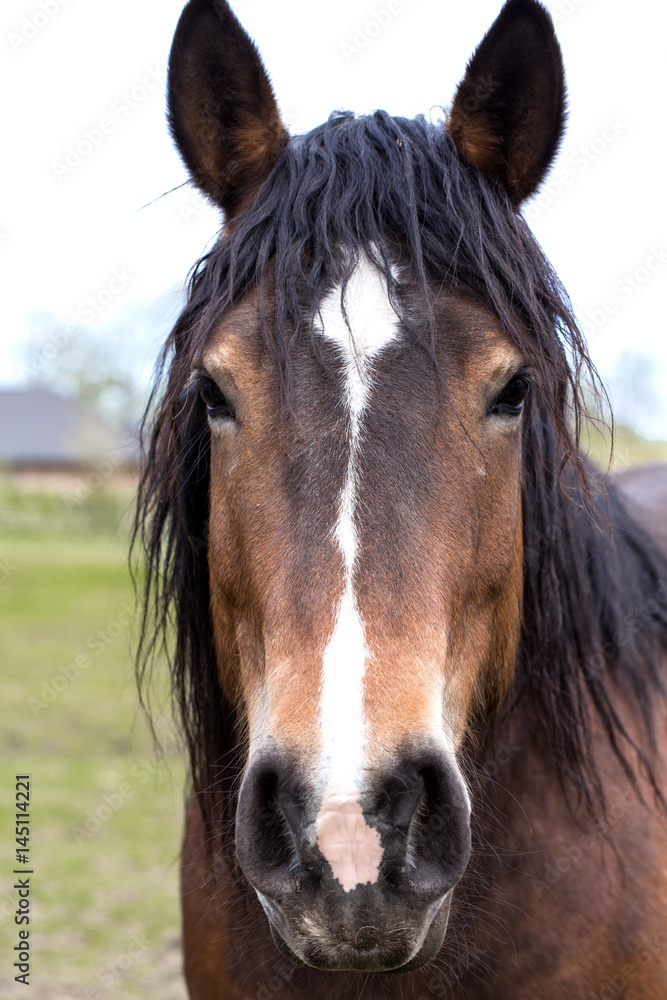 Fototapeta premium Brown horse on a pasture