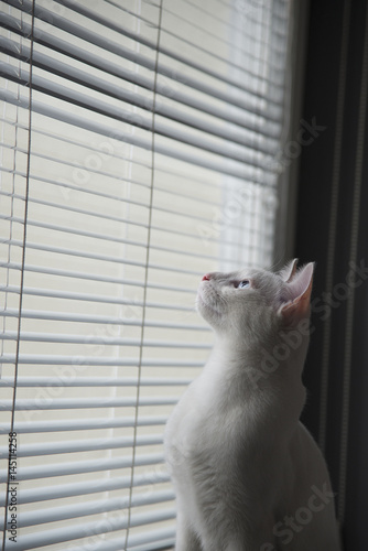 Wallpaper Mural White cat witty look photo Torontodigital.ca