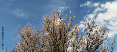 Branches of a blossoming apricot against the blue sky