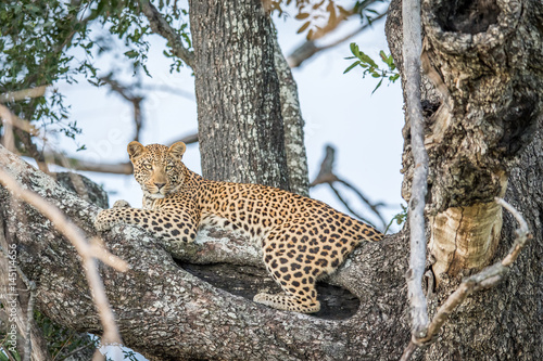 Leopard laying in a tree.