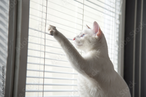 Wallpaper Mural White cat witty look photo Torontodigital.ca