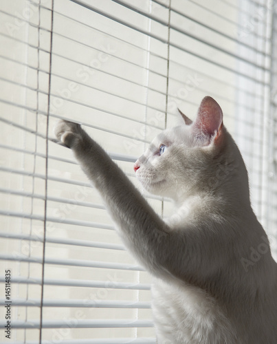Wallpaper Mural White cat witty look photo Torontodigital.ca