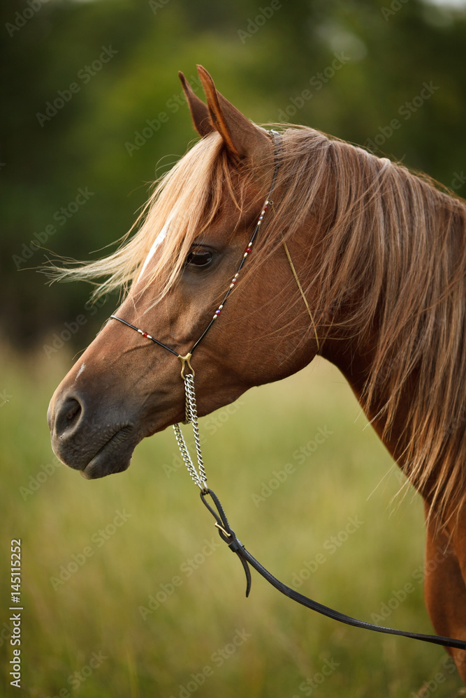 horse face side view