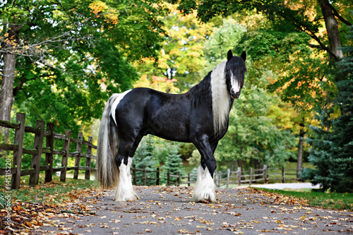 Horse standing on a path surrounded by trees