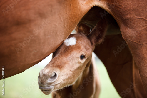 Foal standing under mother photo