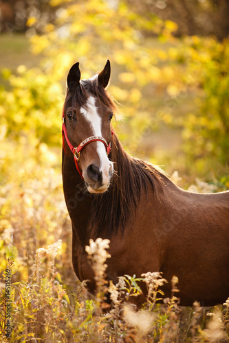Arabian horse standing in a meadow