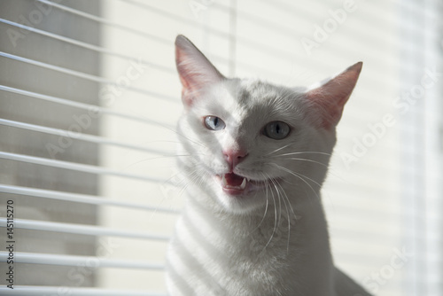 Wallpaper Mural White cat witty look photo Torontodigital.ca