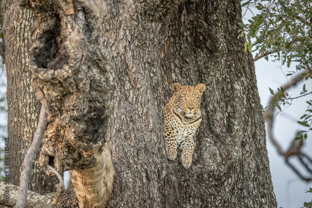 Leopard in a tree in the Okavango delta. Leopard in a tree in the Okavango delta.