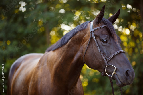 Close-up of an Arabian horse