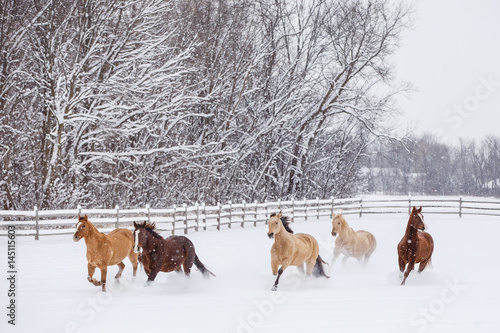 Group of horses running in snow covered paddock