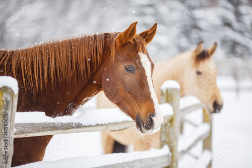 Horses standing near fence during winter photo