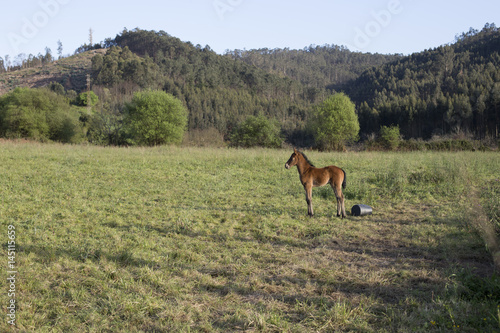 Foal © paula sierra