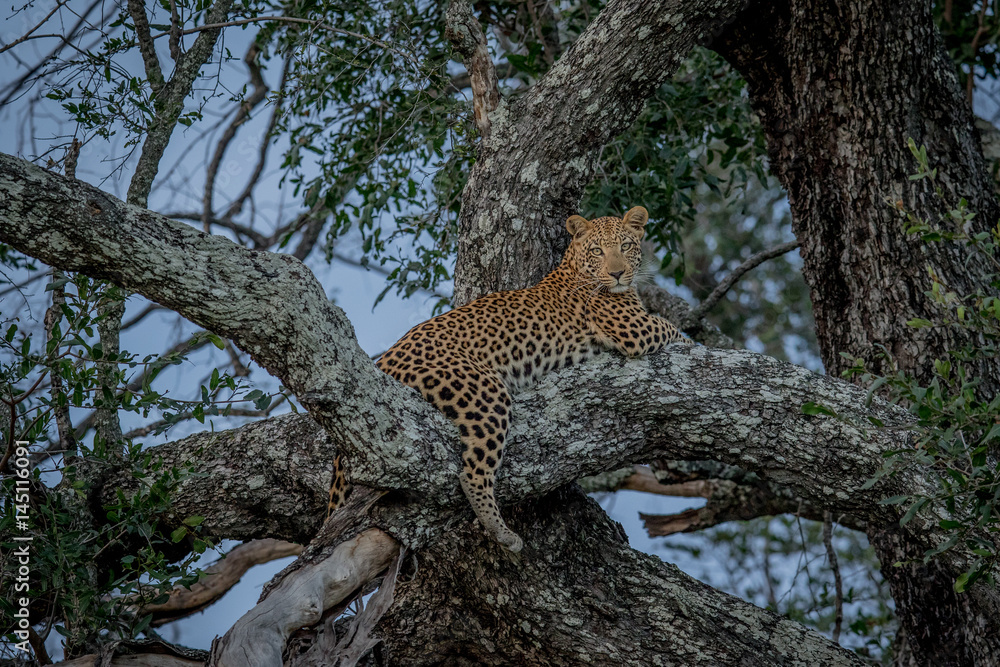 Obraz premium Leopard laying in a tree.
