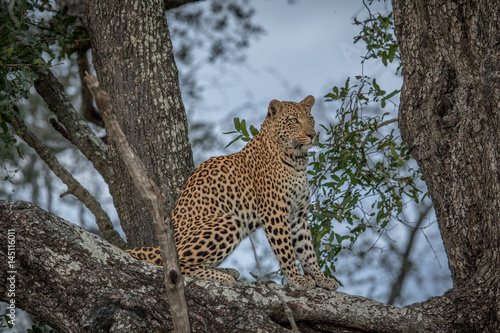 Leopard sitting in a tree.