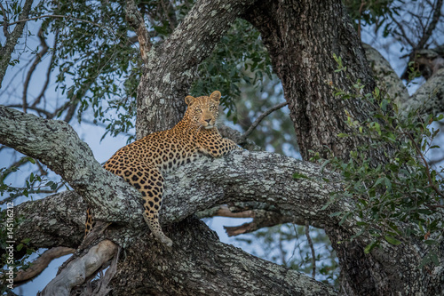 Leopard laying in a tree.
