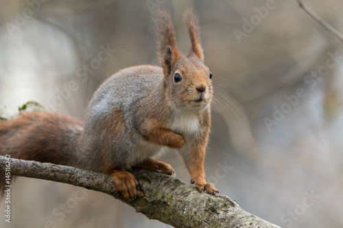 Cute young red squirrel sitting on tree branch looking interested and curious © Lillian