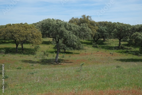 Farm field in Alentejo, Portugal