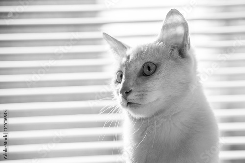 Wallpaper Mural White cat witty look photo Torontodigital.ca