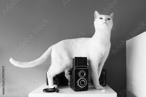 Wallpaper Mural White cat witty look photo Torontodigital.ca