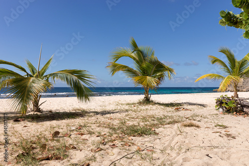 Tropical beach with palm trees in Guadeloupe, Caribbean Sea
