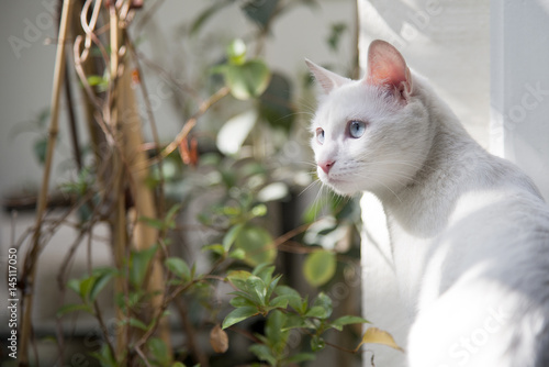 Wallpaper Mural Confused cat's armchair Torontodigital.ca