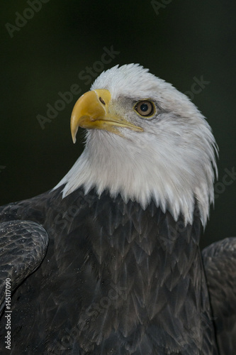 Portrait of the US National bird the american bald eagle