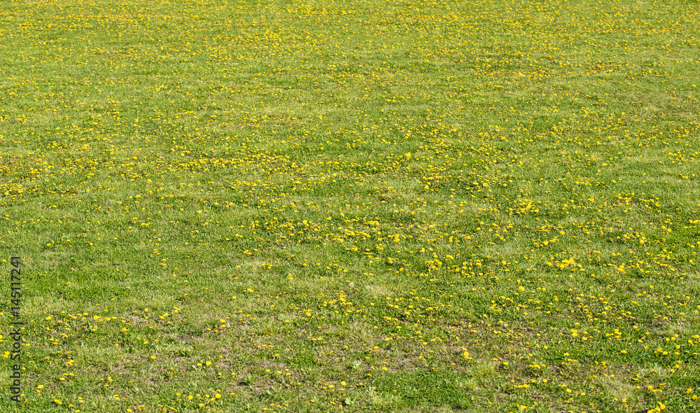 Obraz premium Top of view a dandelion field
