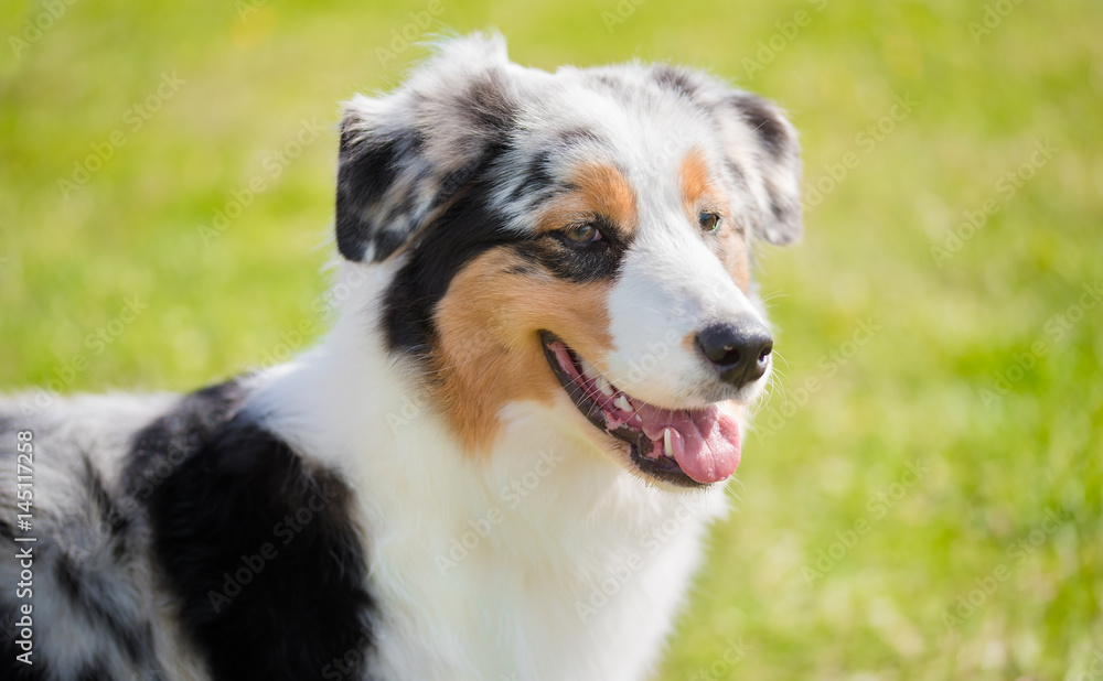 Border Collie dog in the park