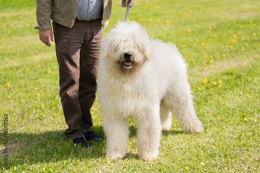 Cute Komondor dog in the park