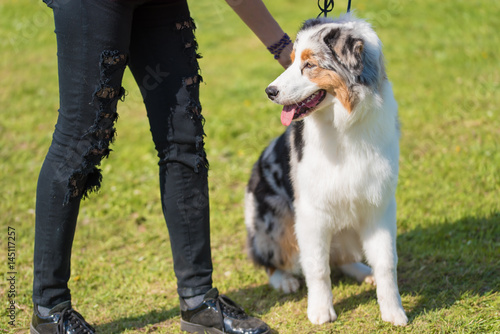 Border Collie dog in the park photo