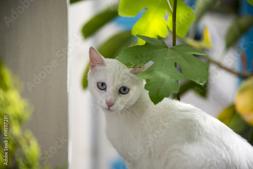 Wallpaper Mural White cat witty look photo Torontodigital.ca