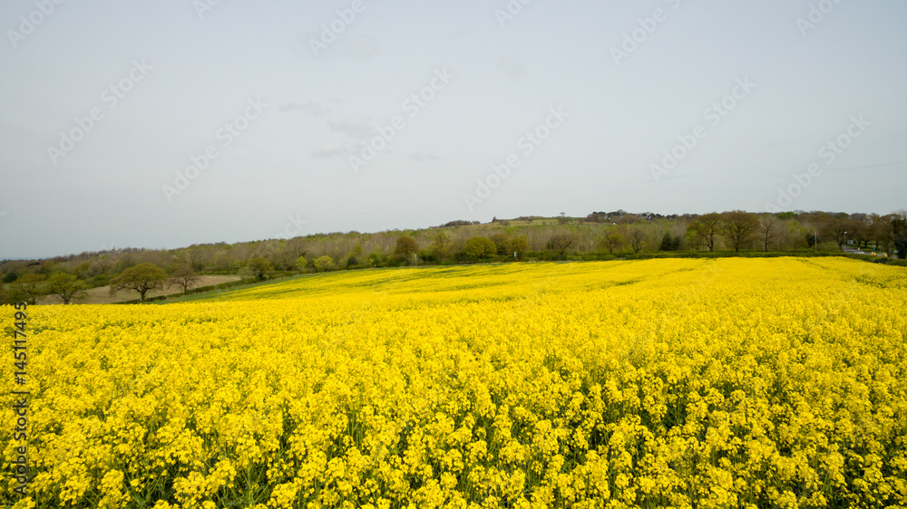 Rapeseed field yellow flowers