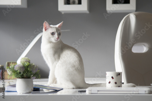 Wallpaper Mural White cat witty look photo Torontodigital.ca