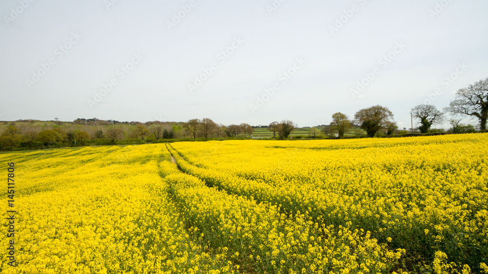 Rapeseed field yellow flowers Rapeseed field yellow flowers