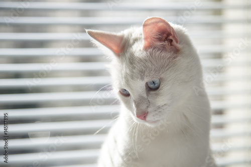 Wallpaper Mural White cat witty look photo Torontodigital.ca