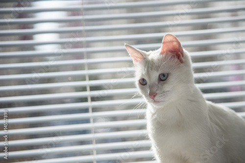 White cat witty look photo