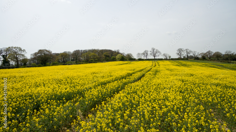 Rapeseed field yellow flowers Rapeseed field yellow flowers