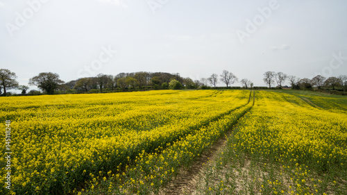 Rapeseed field yellow flowers