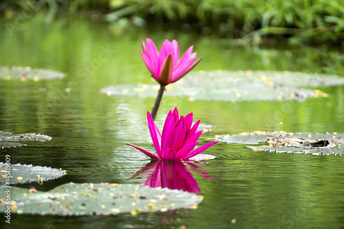 Beautiful pink waterlily flower in the pond.