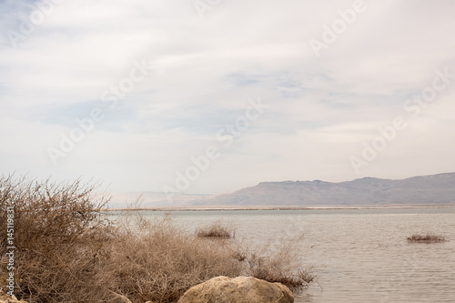 Plants of the dead sea and a beautiful sky line