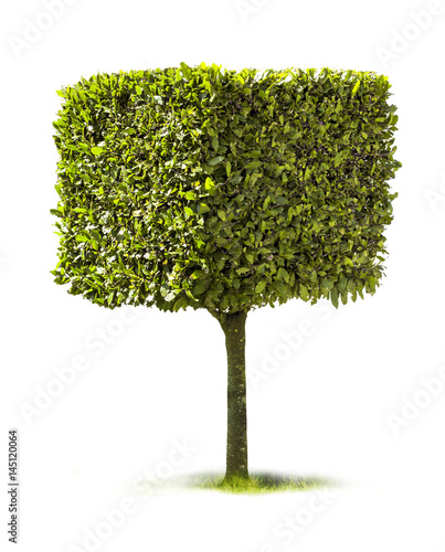 Rechteckiger Baum