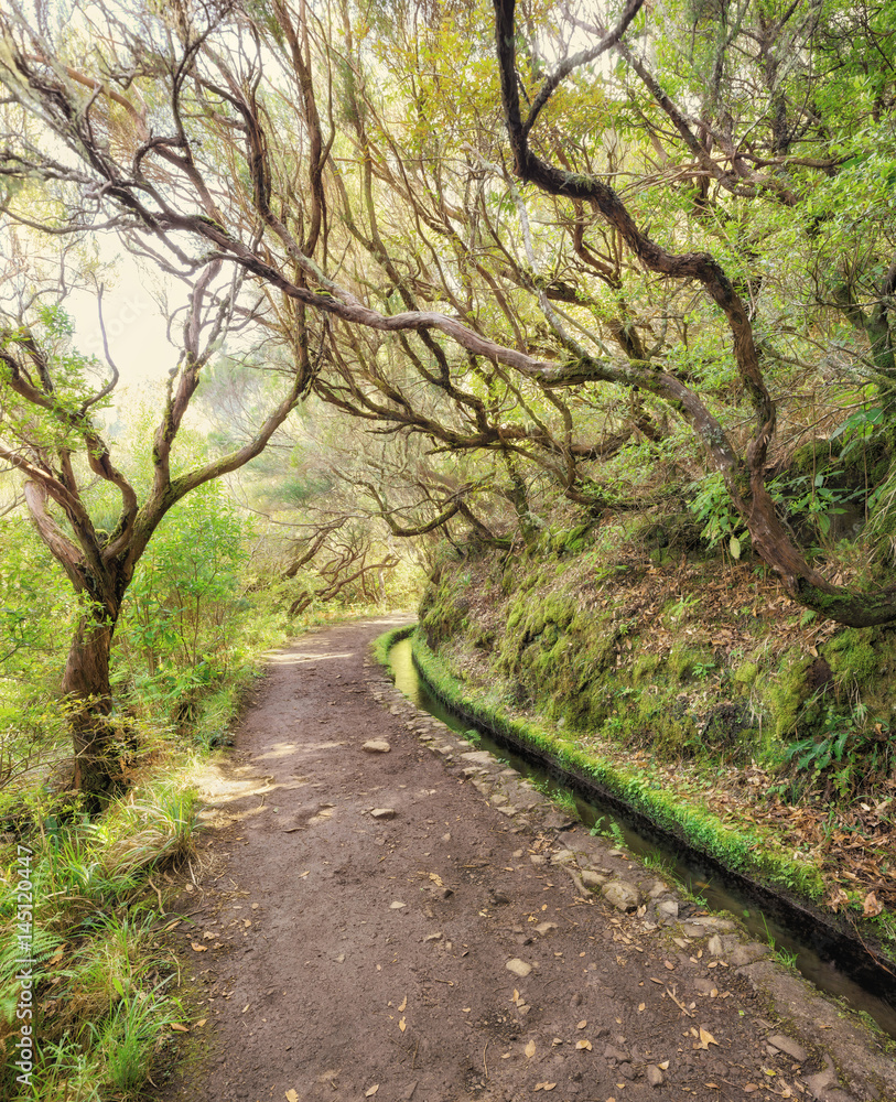 25 fountains levada tracking path going though deep forest. Madeira island, Portugal 25 fountains levada tracking path going though deep forest. Madeira island, Portugal