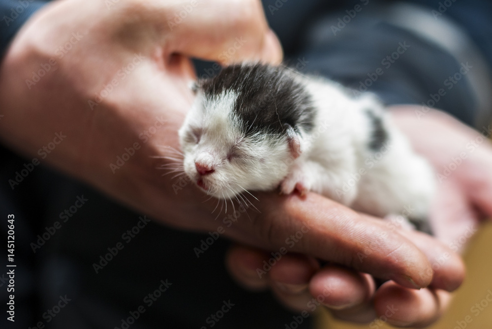 Newborn kitten 