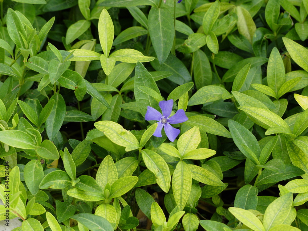 Flower among leaves