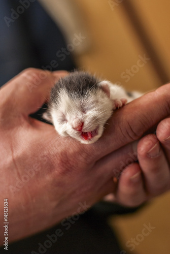 Newborn kitten 