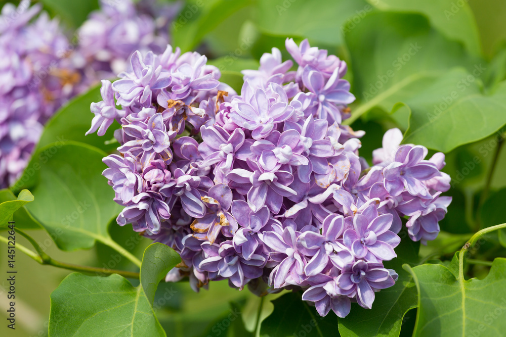 Branch blossoming lilac closeup Branch blossoming lilac closeup